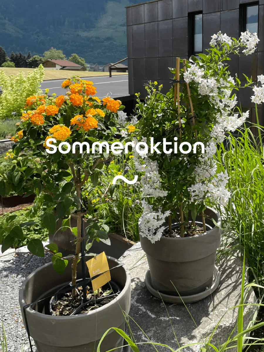 Sommeraktion